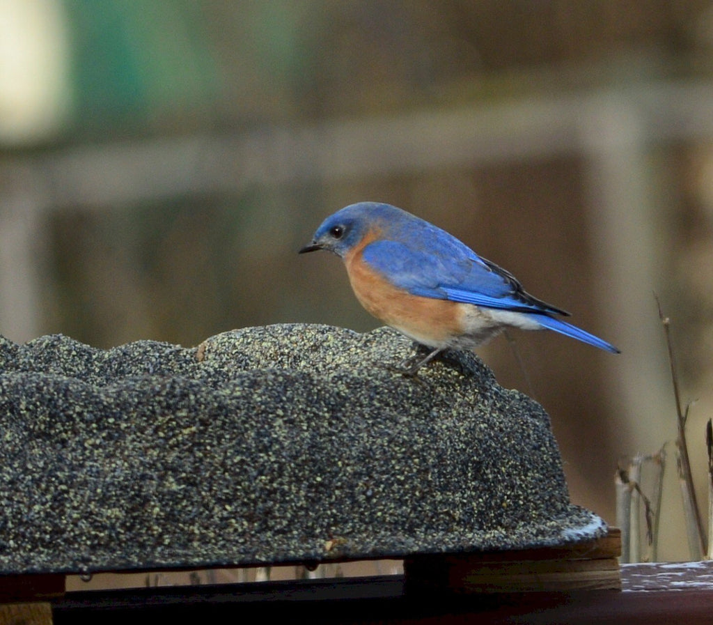 Four Seasons Heated Bird Bath Model FS-1