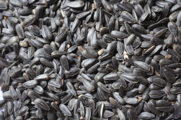 Black Oil Sunflower Seed | Wild Bird Seed - Feathered Friends of Santa Fe (www.ffofsf.com)