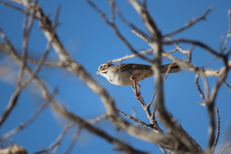 Kestrel Falcon Birdhouse - Feathered Friends of Santa Fe (www.ffofsf.com)