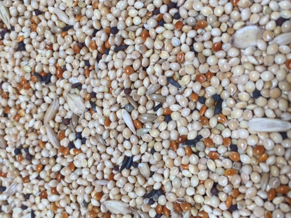 Parakeet Blend | Exotic Bird Seed - Feathered Friends of Santa Fe (www.ffofsf.com)