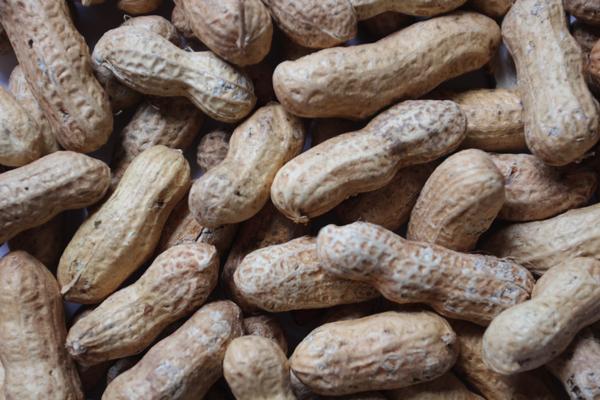 Peanuts w/ Shell | Bird Seed 25 lb.