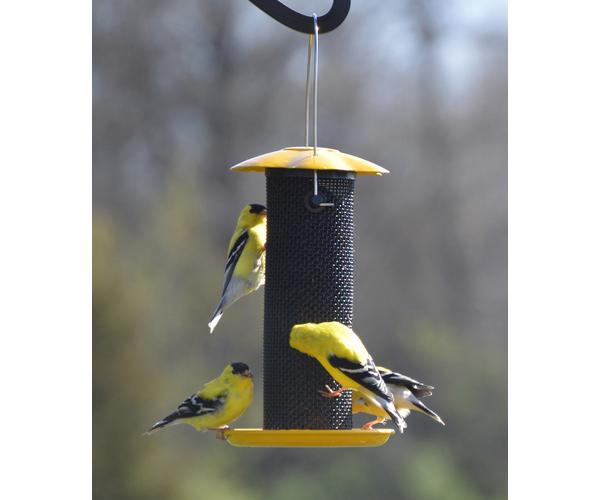 Petite Yellow Thistle Feeder