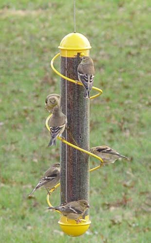 17 in. Yellow Spiral Nyjer Finch Feeder
