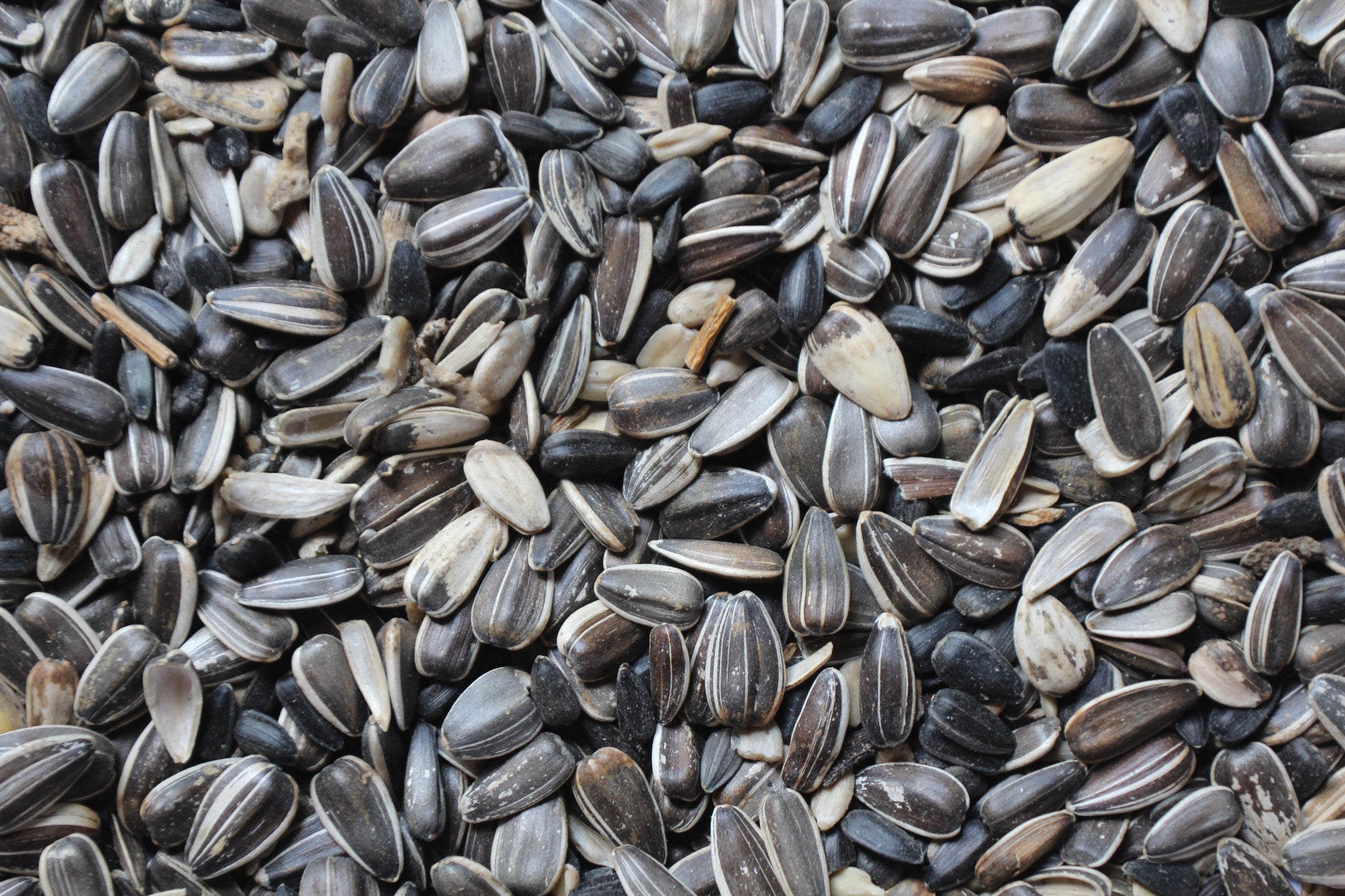 sun flower bird seed Striped Sunflower Seed