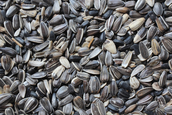 Striped Sunflower Seed | Bird Seed - Feathered Friends of Santa Fe (www.ffofsf.com)