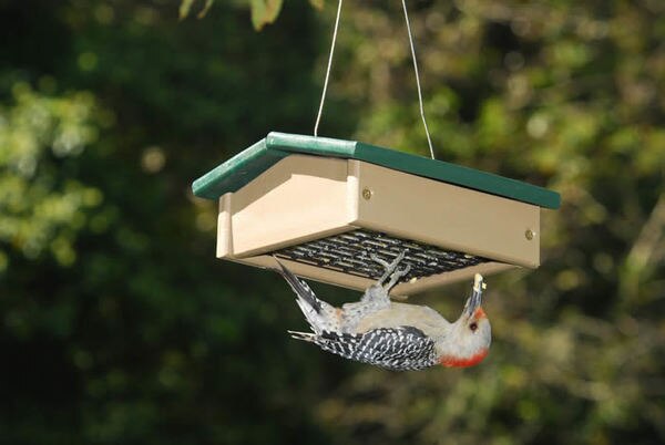 Upside Down Suet Feeder