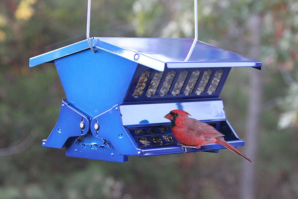 Absolute 11 Electric Blue Squirrel Resistant Bird Feeder Lg.