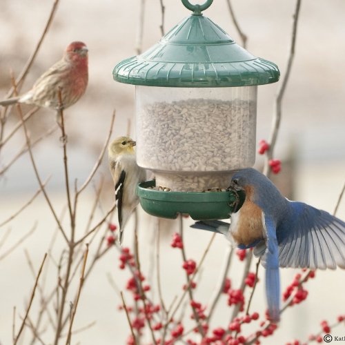 Songbird Essentials Clinger Only Bird Feeder SE7012 & SE7013