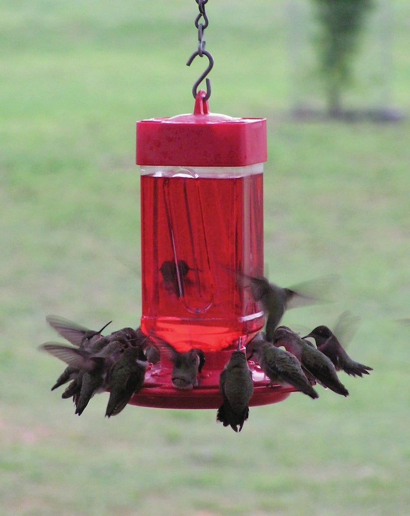 32 Ounce Wide-Mouth Hummingbird Feeder - Feathered Friends of Santa Fe (www.ffofsf.com)