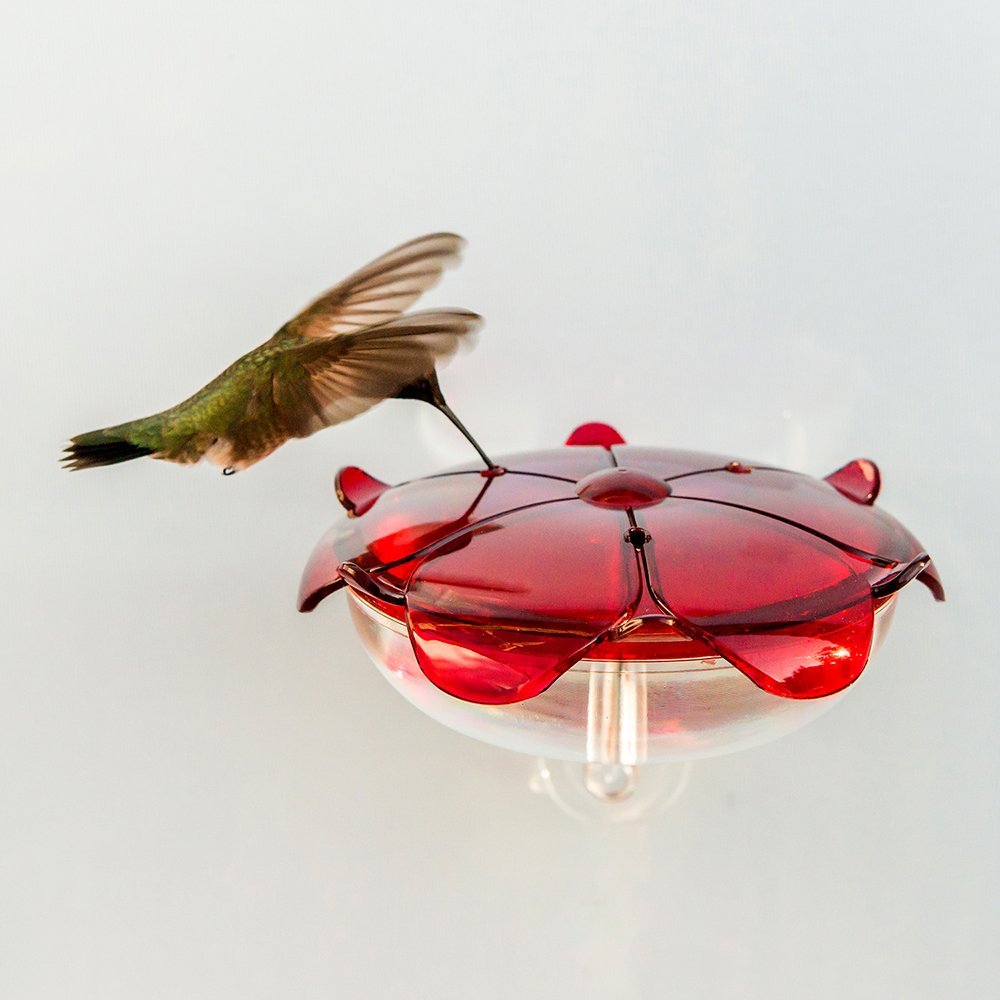 Window Mounted Ruby Sipper - 5 oz.